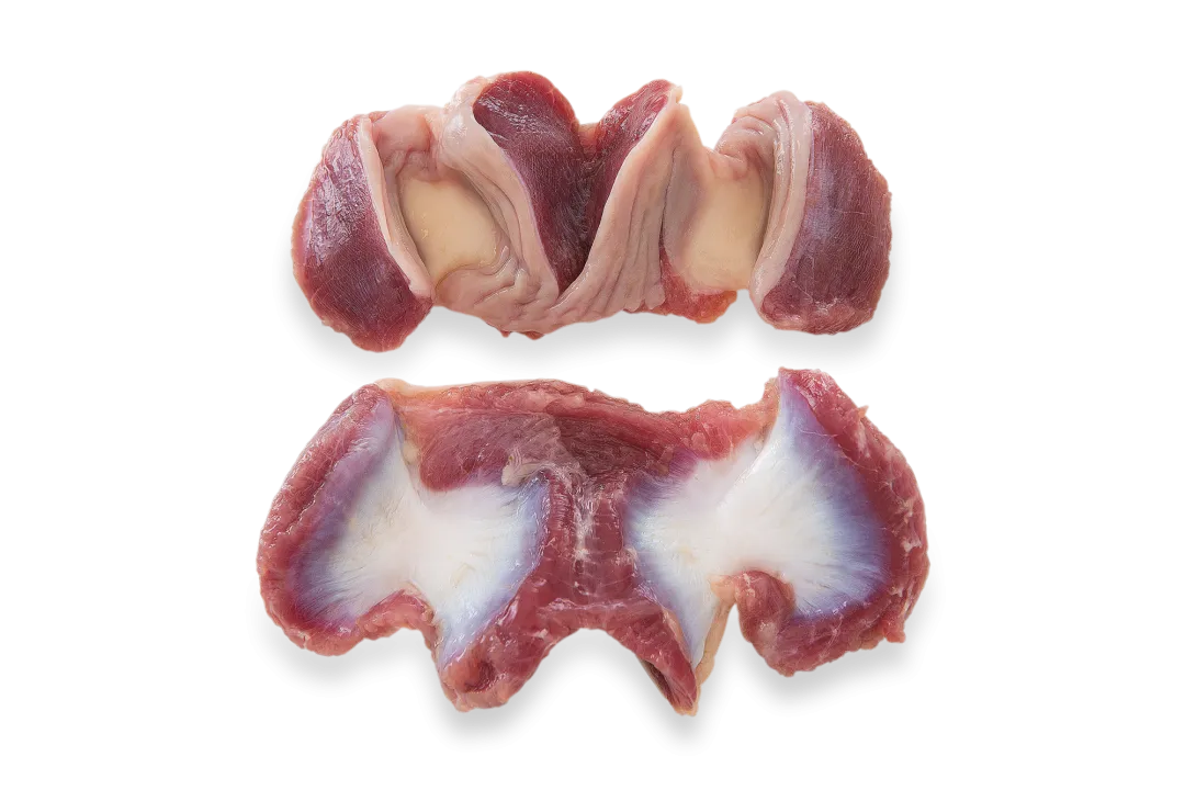 Gizzard