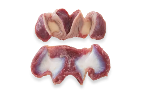 Gizzard